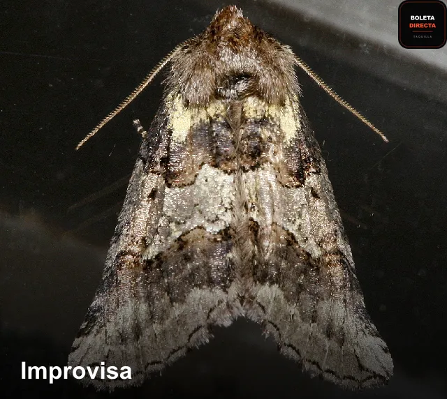 Improvisa